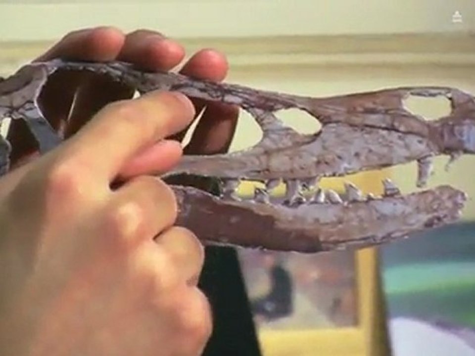 Discovering a dinosaur
