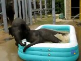 Bébés éléphants dans la piscine - Baby elephant in the Pool