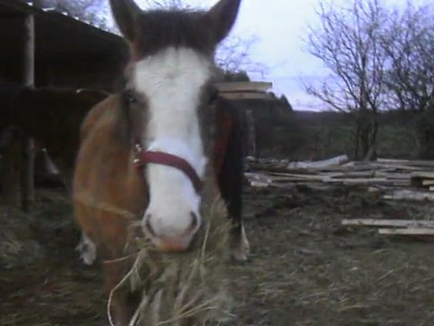 chevaux mars 2011 045