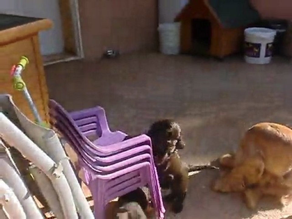 chiots cocker anglais de Easy et Elliot nés le 24/01/2011