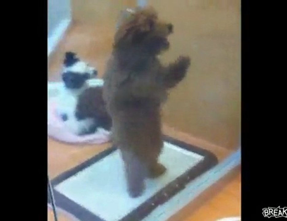 Il cane che balla la salsa