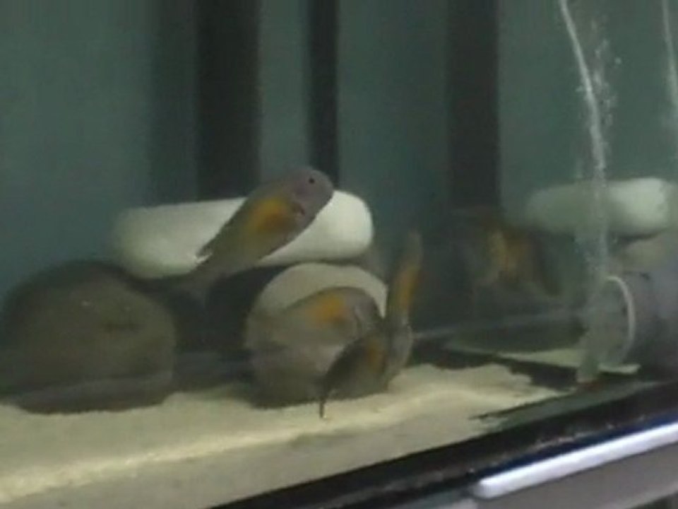 KASAKALAWE  DEEP SEA PET CENTER