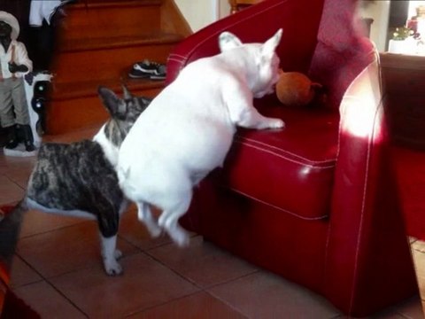 ermine le 17 mars 2011