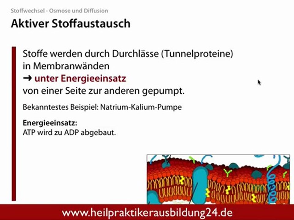 Die Osmose - ein Stoffaustausch der Zellen Teil 1