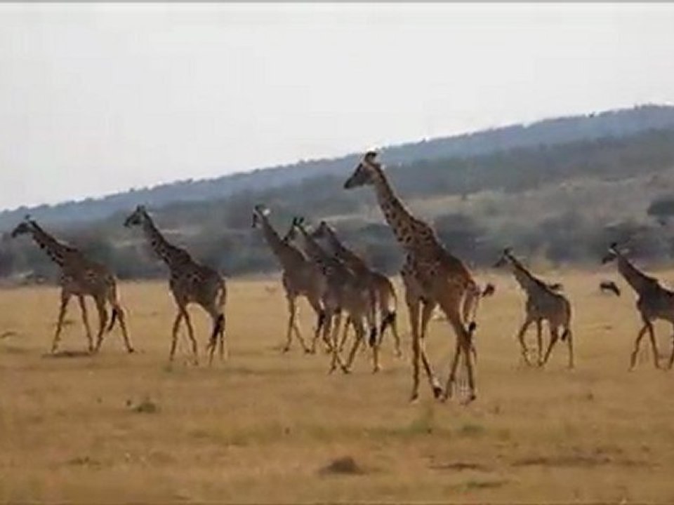 Safari suite
