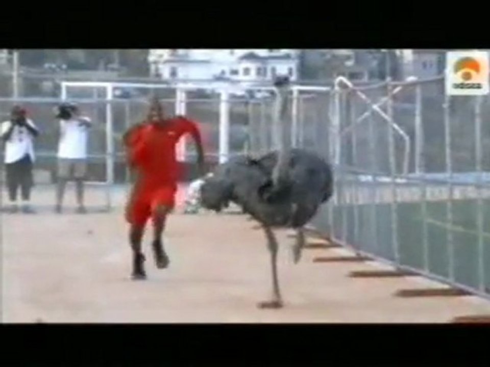 Carrera: Humano vs. avestruz
