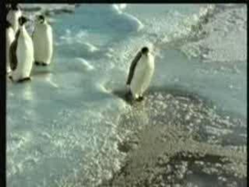 pingui