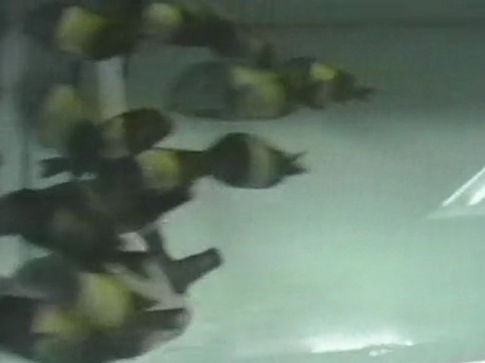 TROPHEUS İKOLA    DEEP SEA PET CENTER