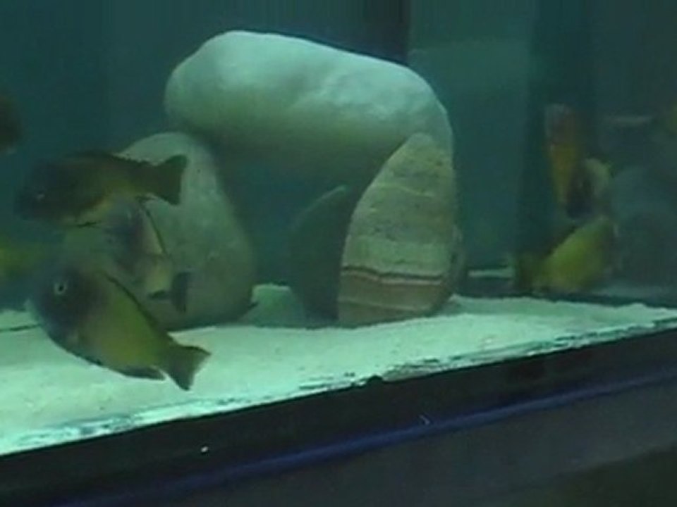 TROPHEUS İLANGİ   DEEP SEA PET CENTER