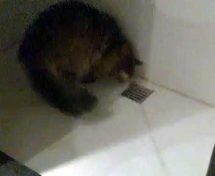 Il gatto intelligente che fa pipì nella doccia