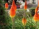 Primavera - Flores de Angola