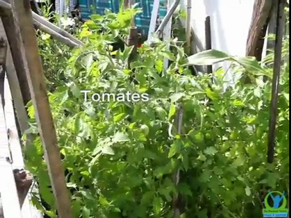 Video 5 - Huerta organica en tu hogar x Teo Seifer Personal