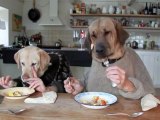 Deux chiens à table en train de diner -  [humour Dogs]