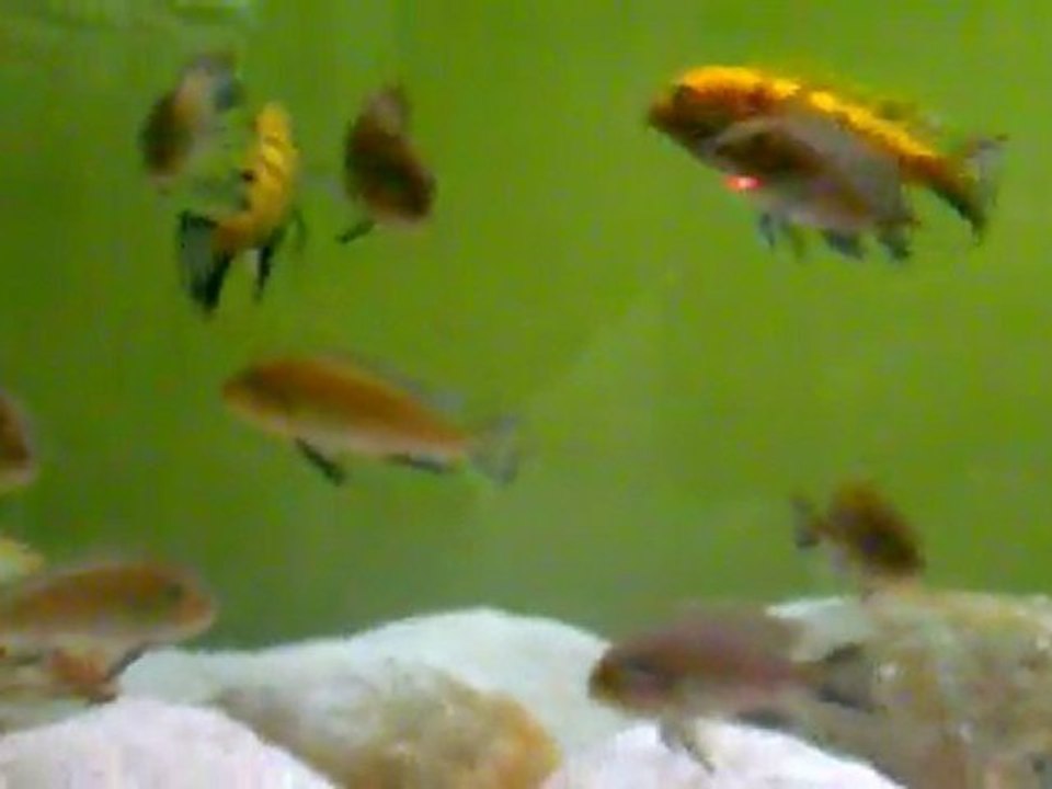 Lion's Cove Vs. Lion's Cove