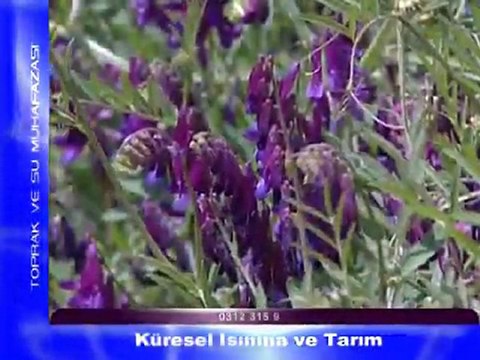 kuresel isinma ve tarim