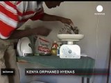 Hienas huérfanas de Kenia