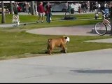 Bulldog pro en skate ! chien skater trop marrant