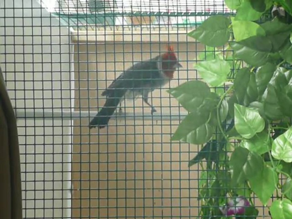MIS CARDENALES COPETA ROJO