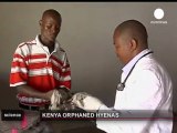 Cuccioli di iena salvati a Nairobi