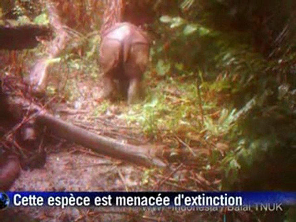 rhinoceros-de-java-ujung-kulon