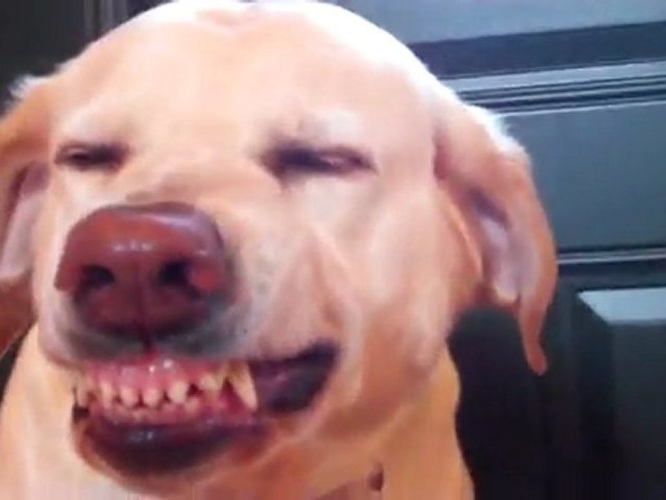 Comment Reconnaitre Un Chien Qui A Fait Une Betise Video Dailymotion