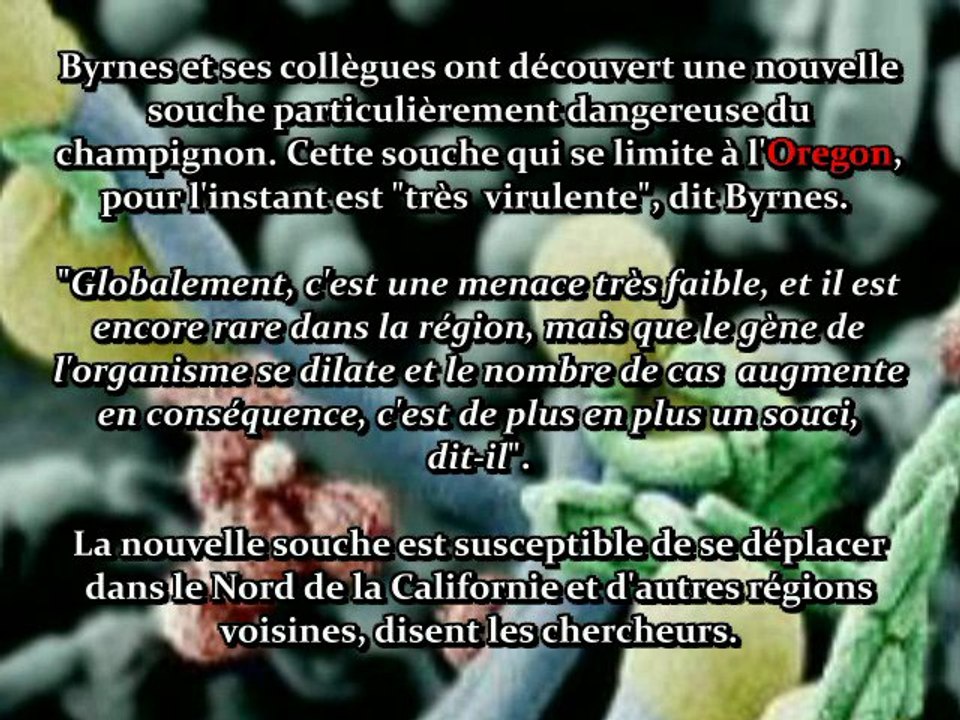 Carte illuminati - OREGON CRUD (C. Gattii).