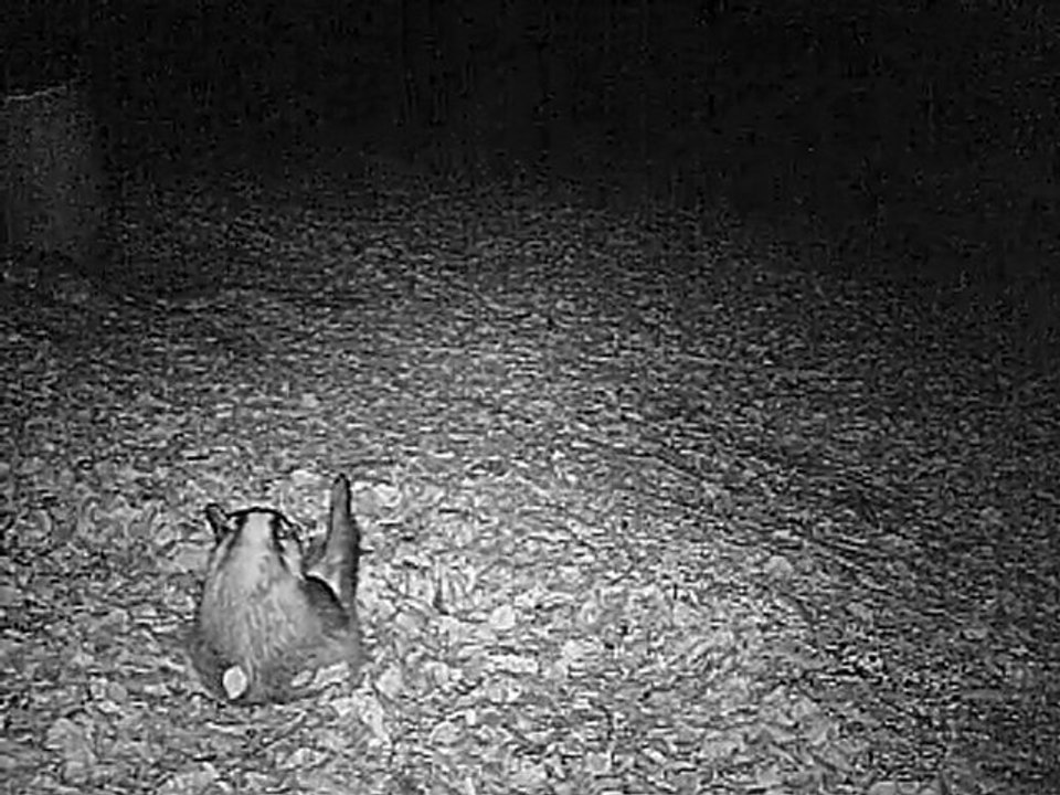 blaireau en camera infrarouge 1