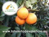 Comprar naranjas naturales. Comprar naranjas por internet