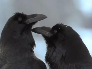 2 Corvus Corax