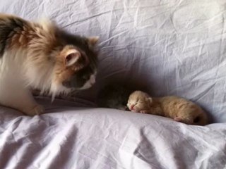 Fleur de Lys découvre les chatons
