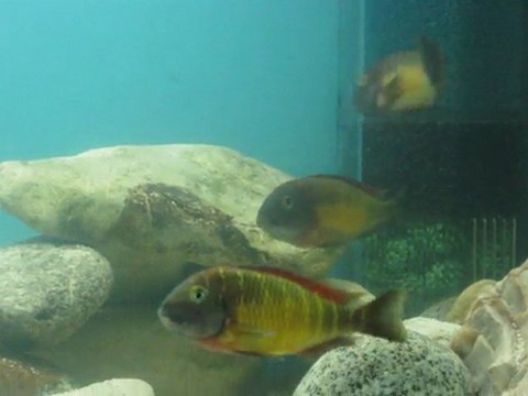 Red Rainbow Kasanga Yumurtlama.