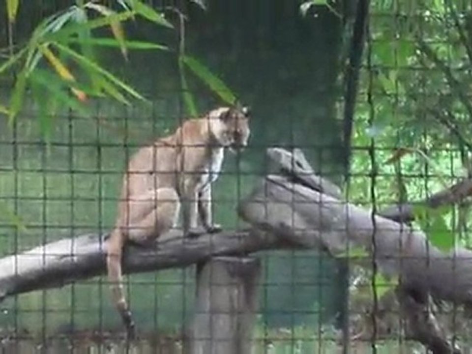 zoo de Guyane