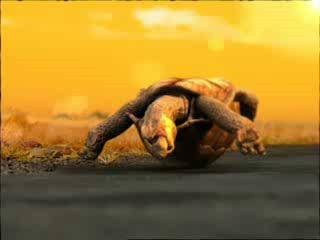 tortue drole 2