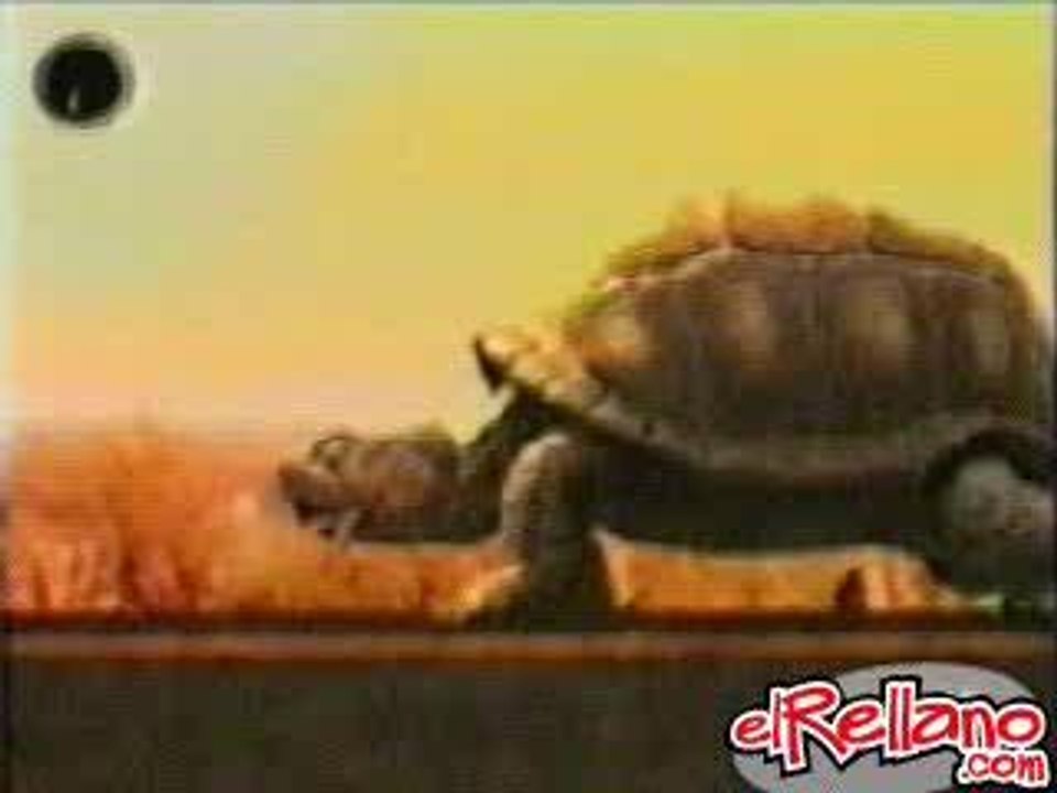 tortue_assoiffe