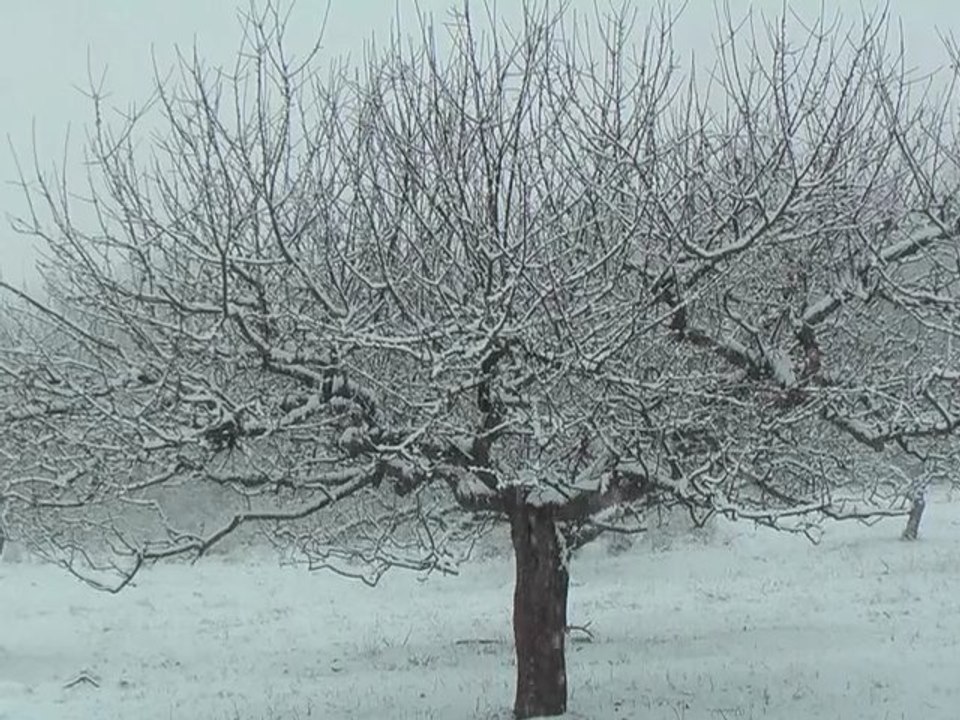 Et le verger en neige