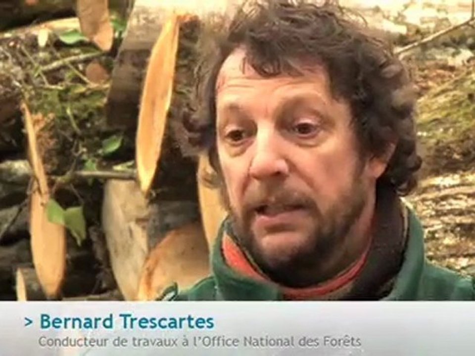 La forêt, bouclier végétal pour l'eau