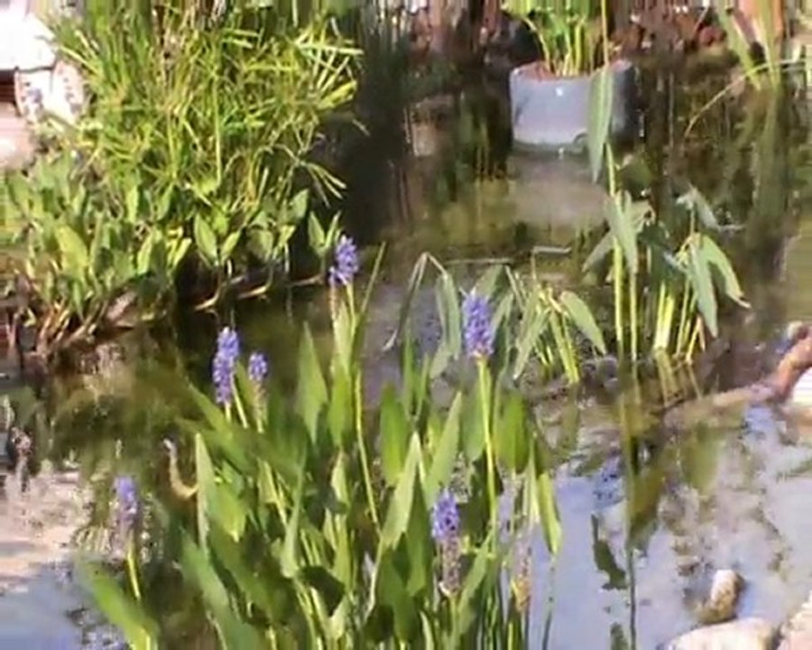 Cascade et bassin naturel En Eaux d'Eden