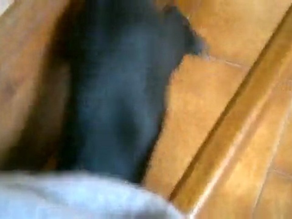 Guimauve joue avec Gouache