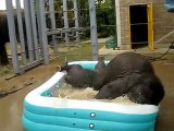 Bébés éléphants prennent leur bain - Trop mignon