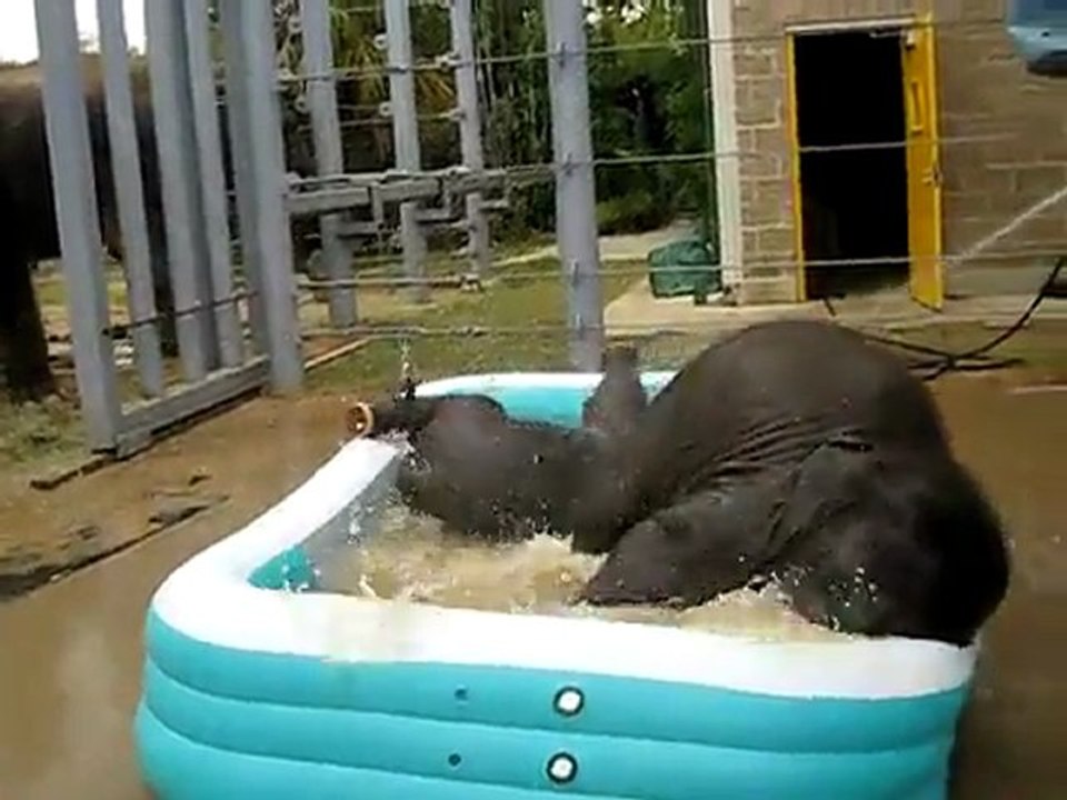 Bébés éléphants prennent leur bain - Trop mignon
