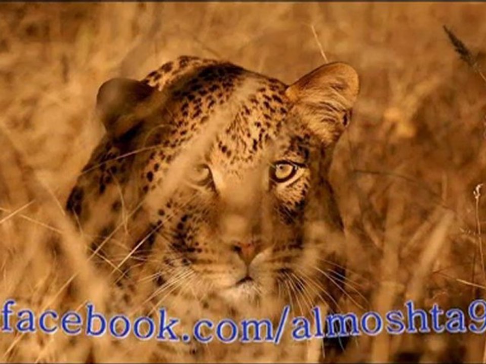 سورة القدر و الزلزلة لماهر المعيقلي