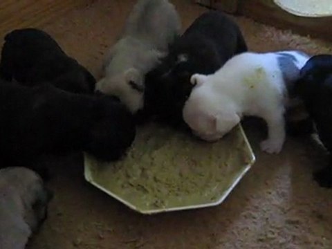 les chiots de Velvet ( premier repas )