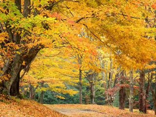 NURETTİN RENÇBER--YALNIZLIK YURDUN OLUR...