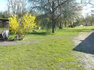 Braque Allemand Berger de Beauce et Golden Retriver jeux