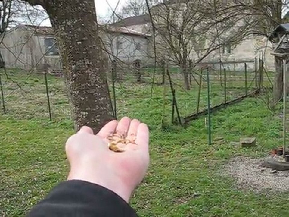 Mésange qui a peur de l'APN mais qui revient dans la main