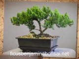 Ficus Benjamina Bonsai | One of the Best Bonsai Trees ...