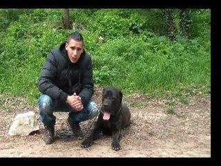 CHIEN DANGEREUX CANECORSO 13 EDUCATION DE CANE CORSO CANE CORSO MARSEILLE