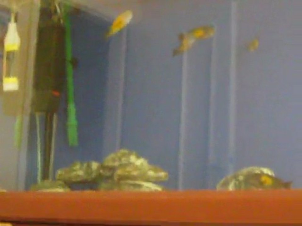 Tropheus Yumurta Alma Videosu