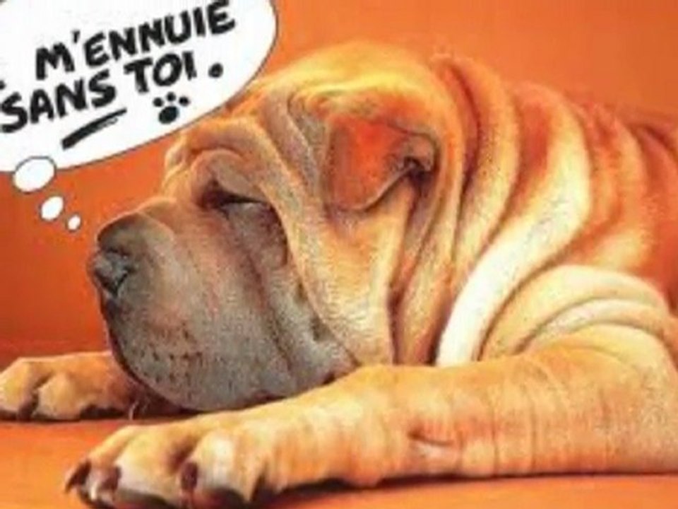 les sharpei
