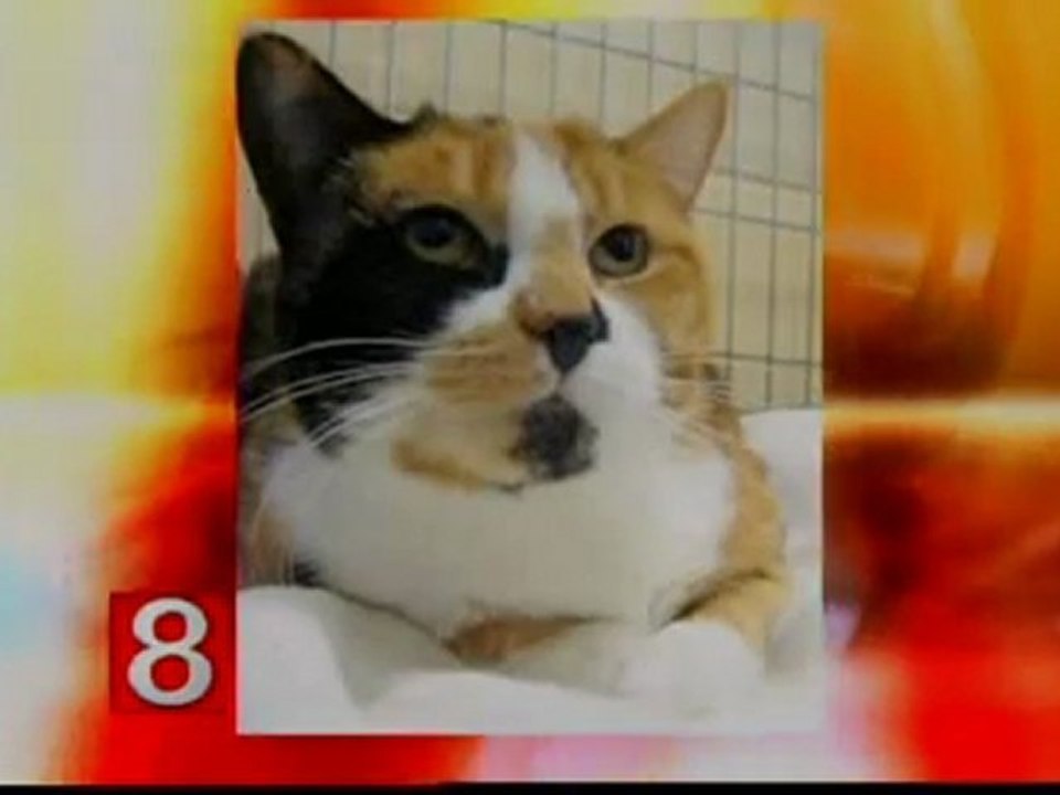 Connecticut Humane Society